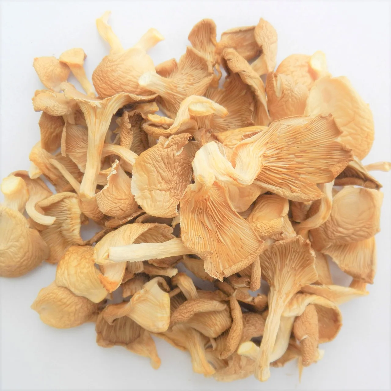 Oyster Mushroom-Fresh