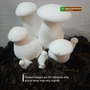 Milky Mushroom-Fresh