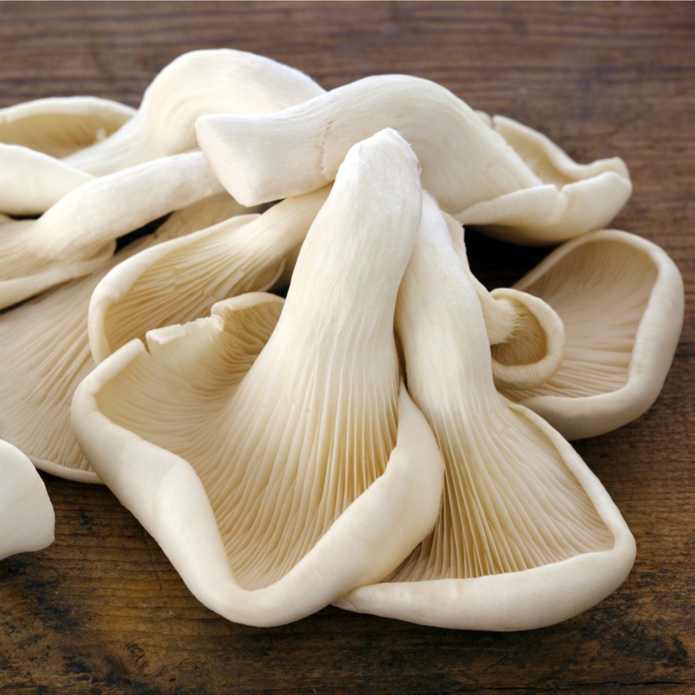 Oyster Mushroom-Fresh